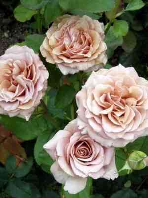 Мокароза (Mokarosa)