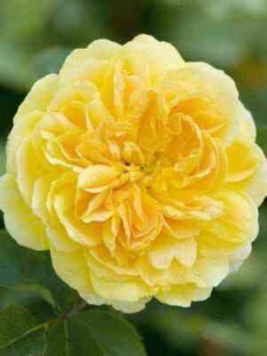 Молинью (Molineux)