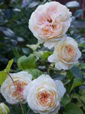 Мон Жарден э Ма Мезон (Mon Jardin et Ma Maison)