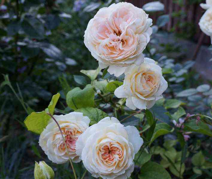 mon-zharden-je-ma-mezon-1.jpg Мон Жарден э Ма Мезон (Mon Jardin et Ma Maison)