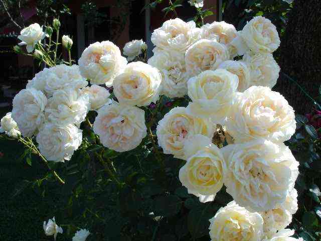 mon-zharden-je-ma-mezon1.jpg Мон Жарден э Ма Мезон (Mon Jardin et Ma Maison)