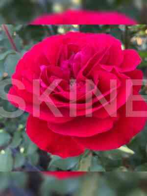 Мона Лиза (Mona Lisa)