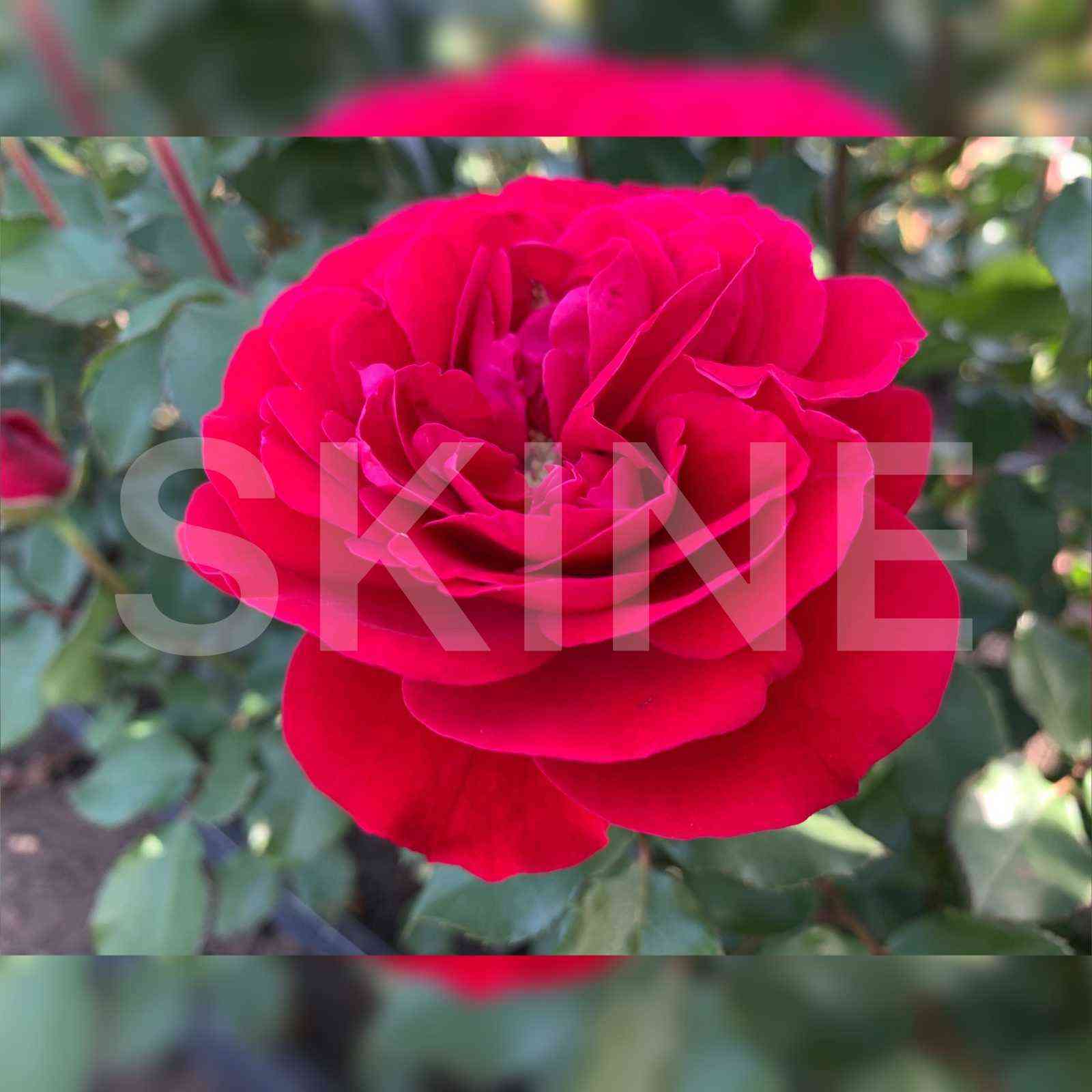 Мона Лиза (Mona Lisa)