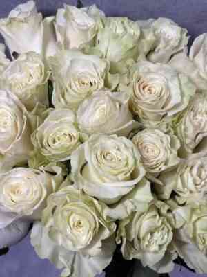 Мондиаль (Mondial)