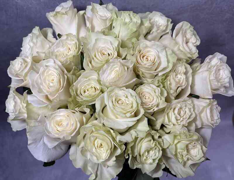 Мондиаль (Mondial)