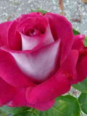 Моника Беллуччи (Monica Bellucci)