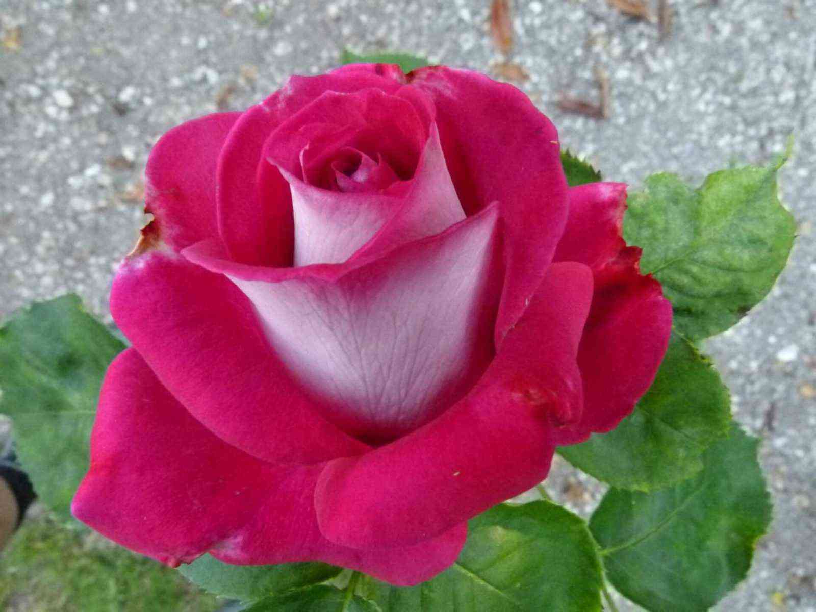 Моника Беллуччи (Monica Bellucci)