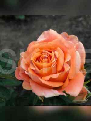 moning_san.jpg Монинг Сан (Morning Sun)