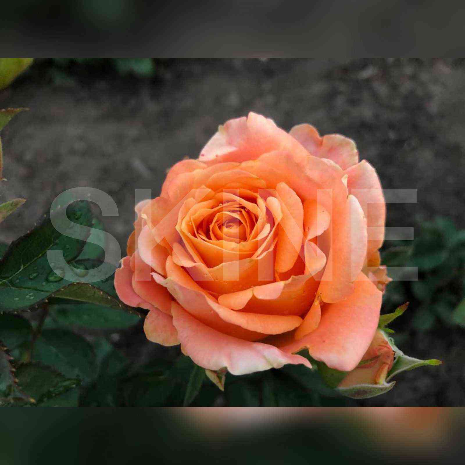 Монинг Сан (Morning Sun)