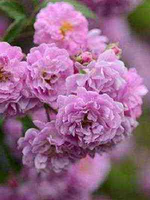 Маннинктон Мов Рамблер (Mannington Mauve Rambler)