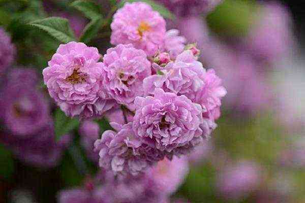 monington_mov_rambler.jpg Маннинктон Мов Рамблер (Mannington Mauve Rambler)