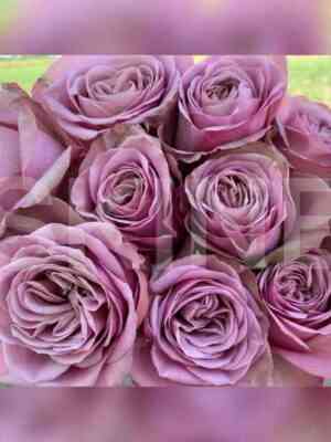 monmartr.jpg Монмартр (Montmartre)