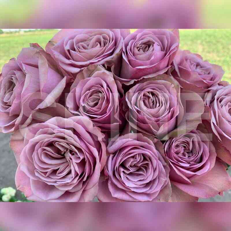 Монмартр (Montmartre)