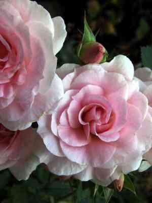 Морден Блаш (Morden Blush)