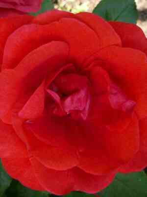 Морден Файерглоу (Morden Fireglow)