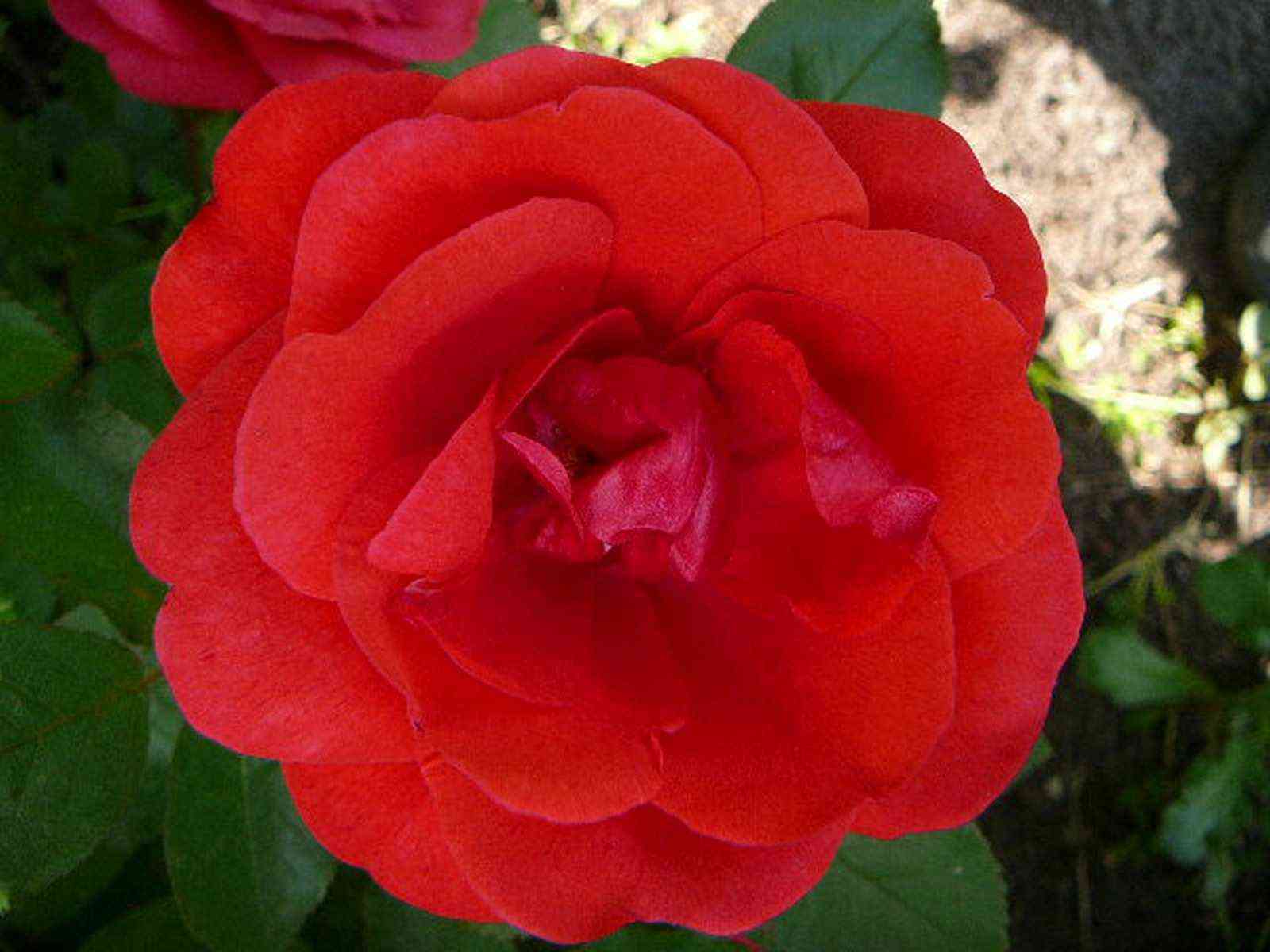 morden-fajerglou.jpg Морден Файерглоу (Morden Fireglow)