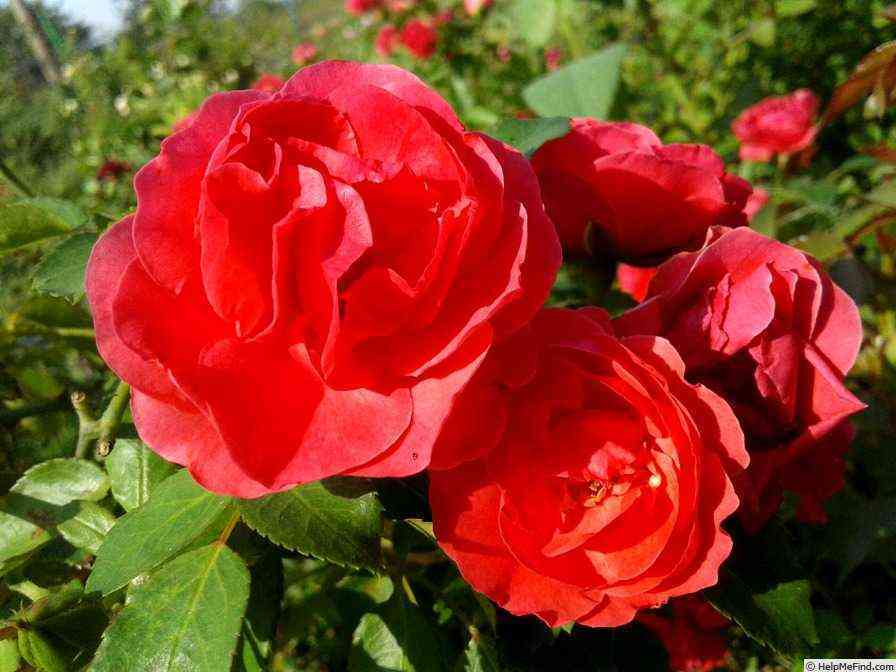 morden-fajerglou1.jpg Морден Файерглоу (Morden Fireglow)