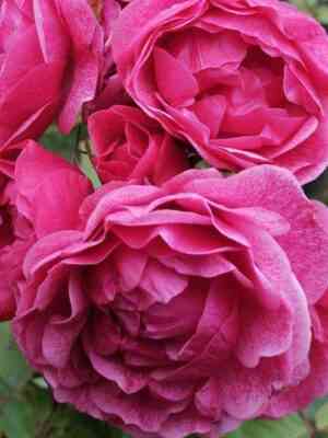 Морден Руби (Morden Ruby)