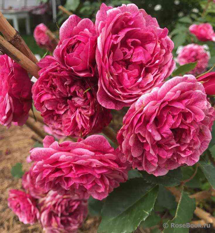 Морден Руби (Morden Ruby)