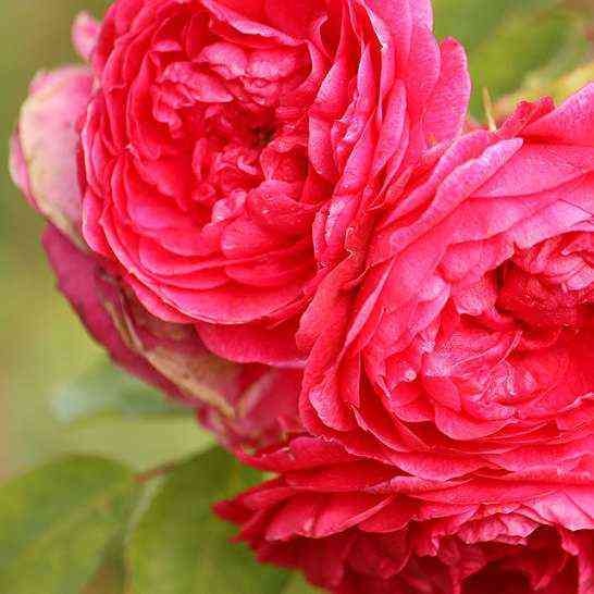 Морден Руби (Morden Ruby)