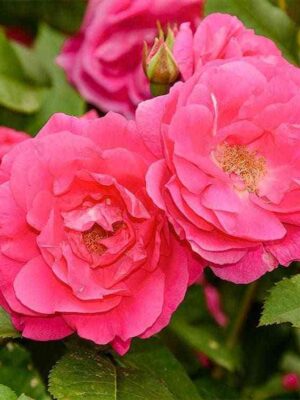 Морден Сентенниал (Morden Centennial)