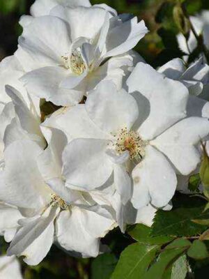 Морден Сноубьюти (Morden Snowbeauty)