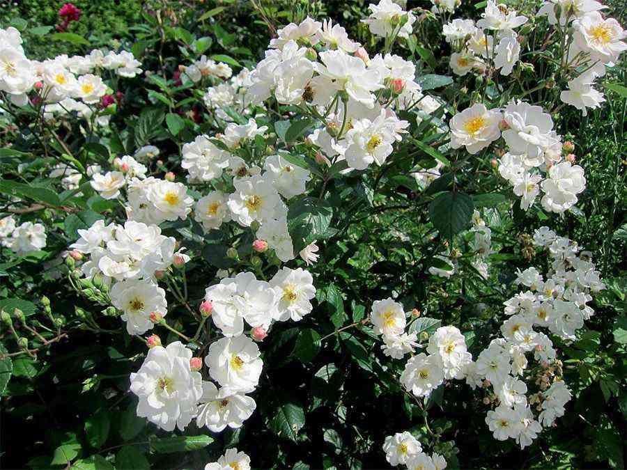 Морден Сноубьюти (Morden Snowbeauty)