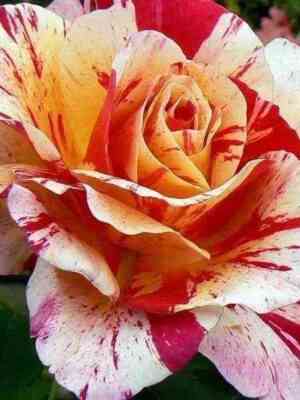 Морис Утрилло (Maurice Utrillo)