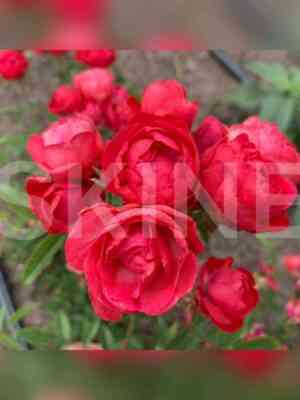 Морсдаг (Morsdag Red)