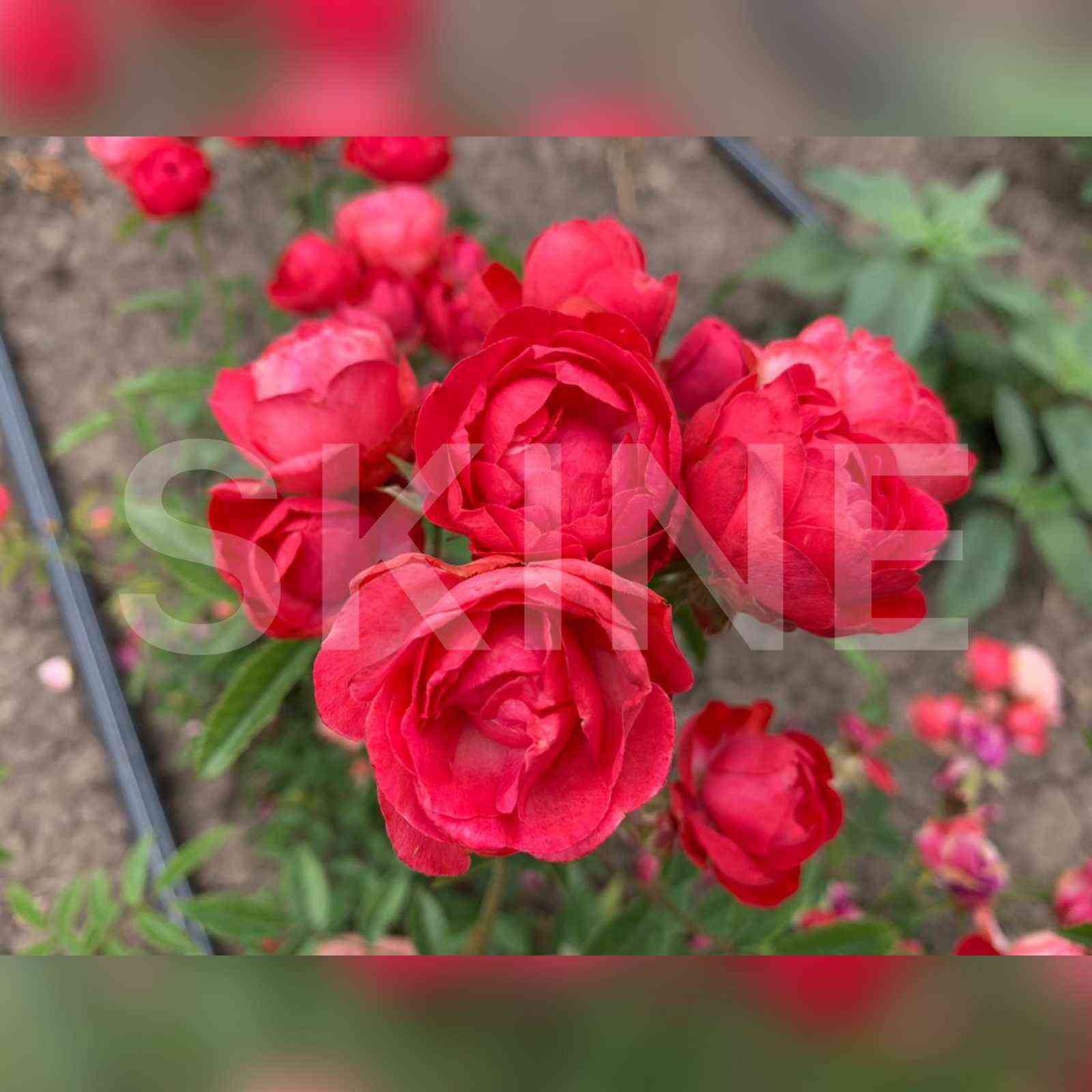 Морсдаг (Morsdag Red)