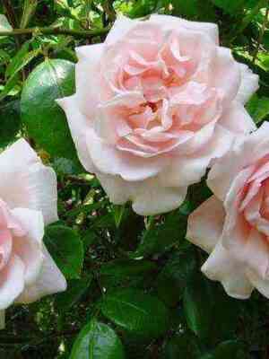 Нью Даун (New Dawn)