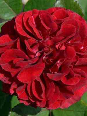 nadja-renesans.jpg Надя Ренессанс (Nadia Renaissance)