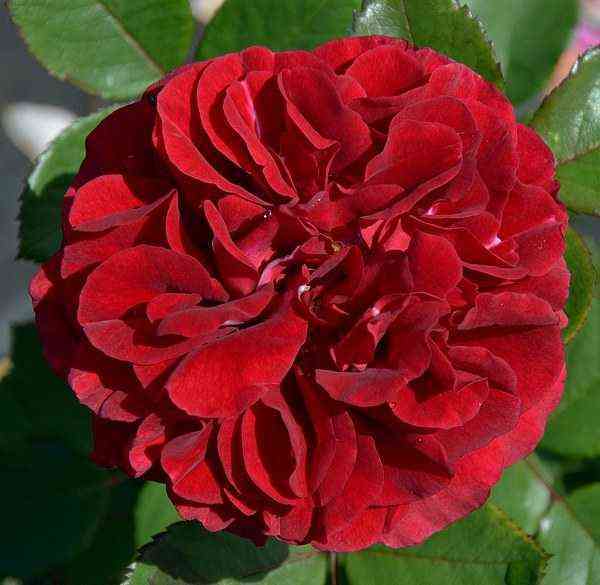 Надя Ренессанс (Nadia Renaissance)