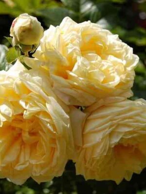 nadya-mejyandekor.jpg Надя Мейяндекор (Nadia Meillandecor)