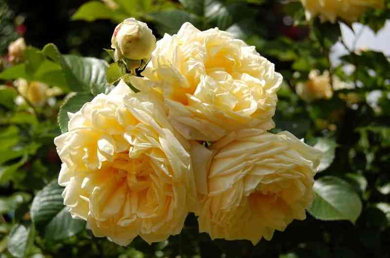 Надя Мейяндекор (Nadia Meillandecor)