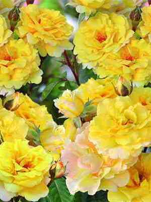 Надя Зеруали (Nadia Zerouali)