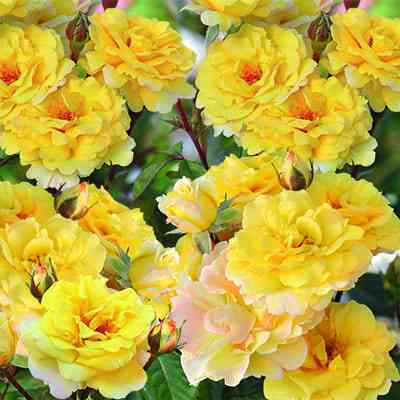 nadya-zeruali.jpg Надя Зеруали (Nadia Zerouali)