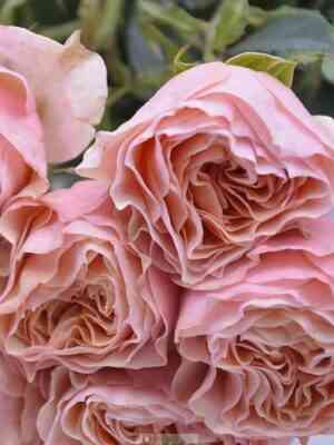 nagisa.jpg Нагисса (Nagissa)