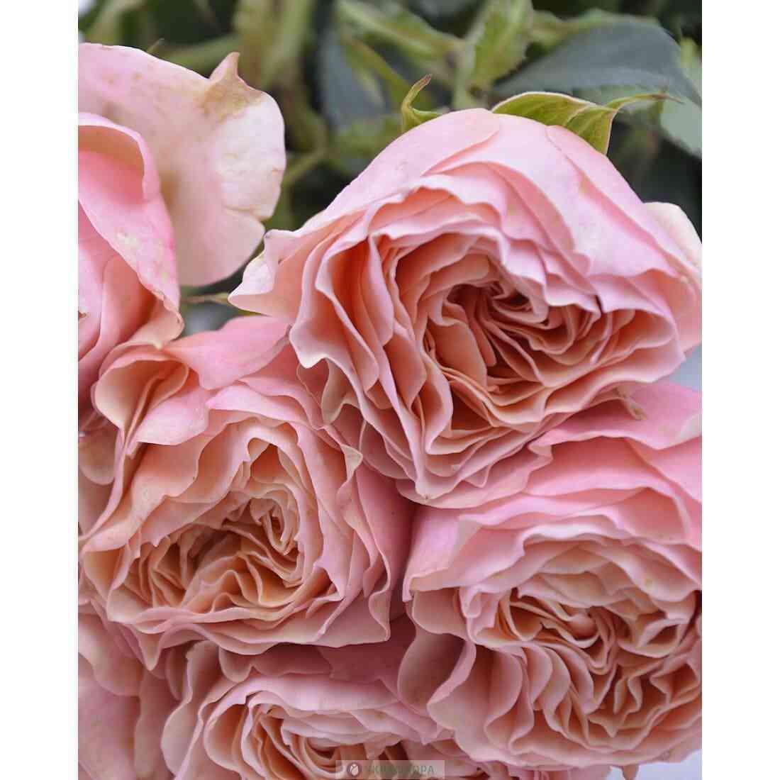 nagisa.jpg Нагисса (Nagissa)