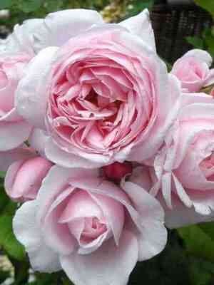 Нахема (Nahema)