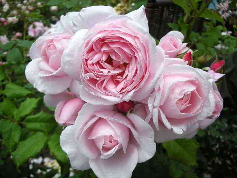 Нахема (Nahema)