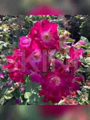 Найт Оул (Night Owl)