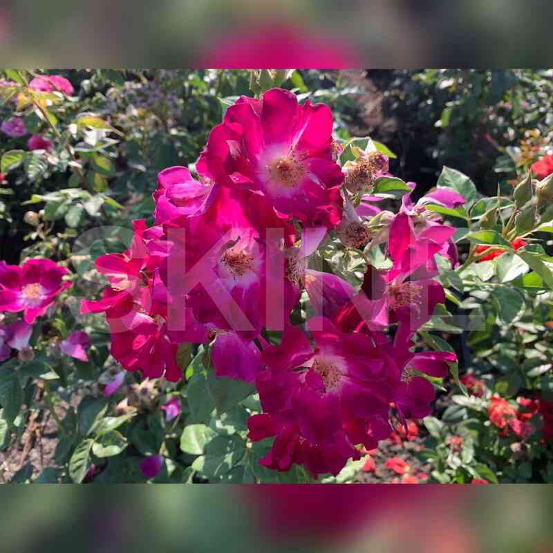 Найт Оул (Night Owl)