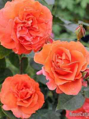 Наранга (Naranga)