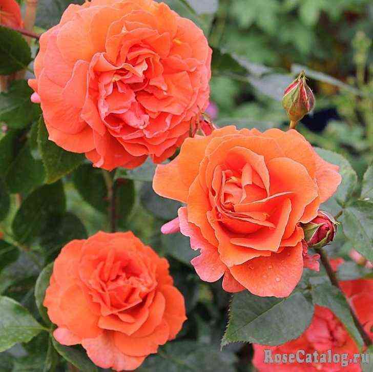 Наранга (Naranga)