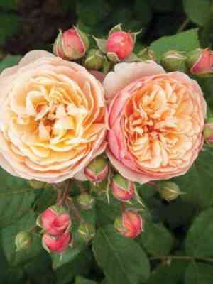 Наталья Фрайла (Natalija Frayla)