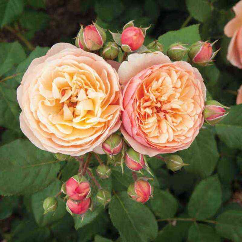 Наталья Фрайла (Natalija Frayla)