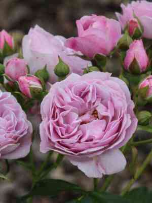 Наутика (Nautica)