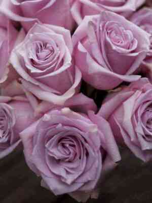 Наутика (Nautica)