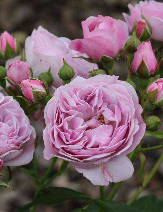 nautika.jpeg Наутика (Nautica)